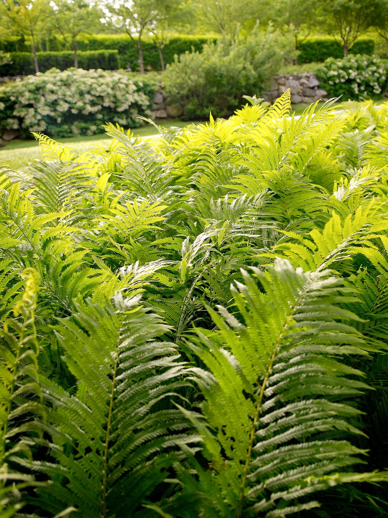 ostrich fern 31900ed8 ee4e2145760c4deb9cf797d6e813f56c