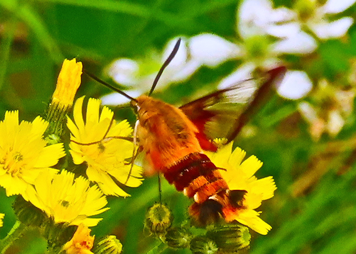 GL 263 Hummingbird or Sphinx Moth Common Clearwing by Terry Staub