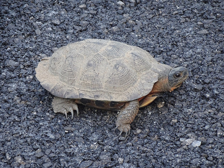 GL 264 Wood Turtle