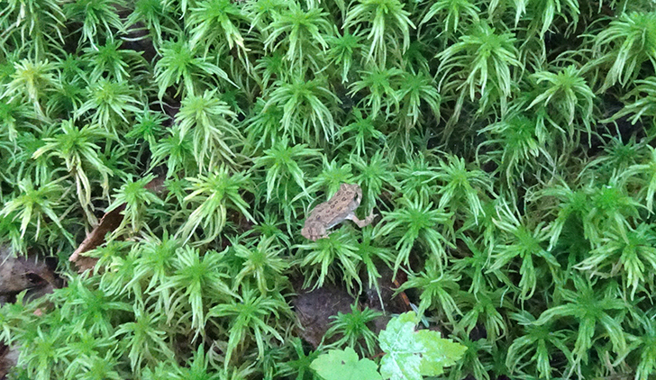 GL 267 Baby American Toad