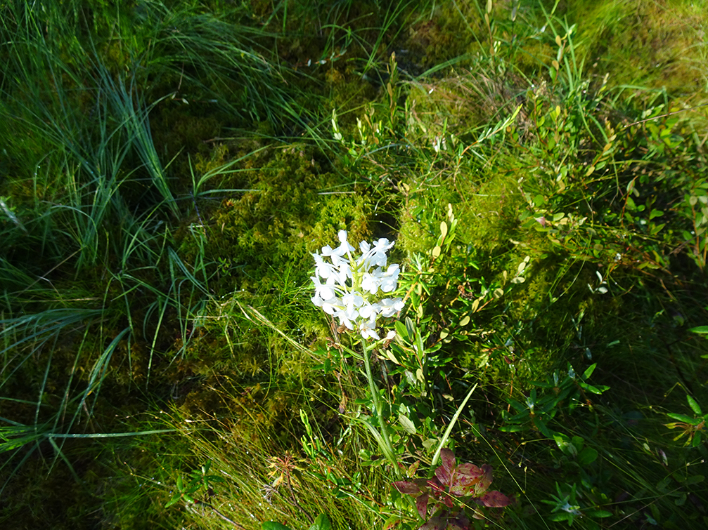 GL 267 White Fringed Orchid