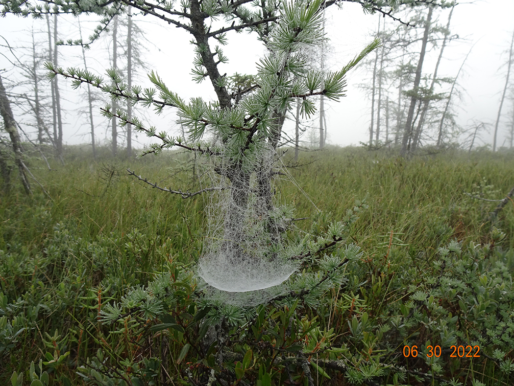 GL 268 Dew on spider webs