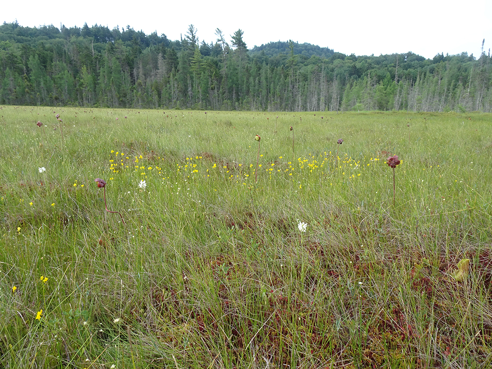 GL 268 Plants on Ferds Bog