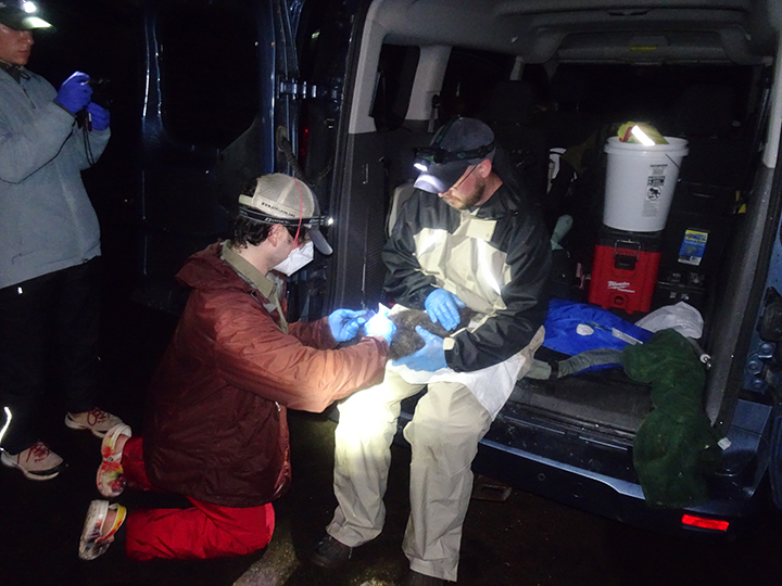 GL 270 Banding at Gray Lake