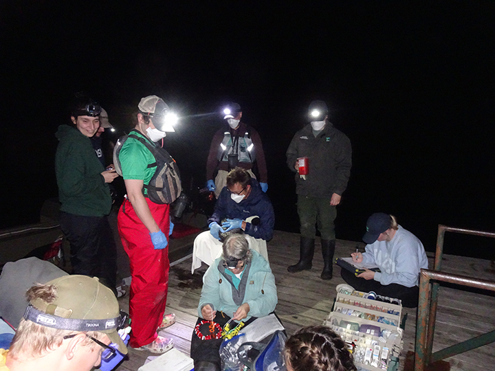 GL 270 Banding at Twitchell Lake dock