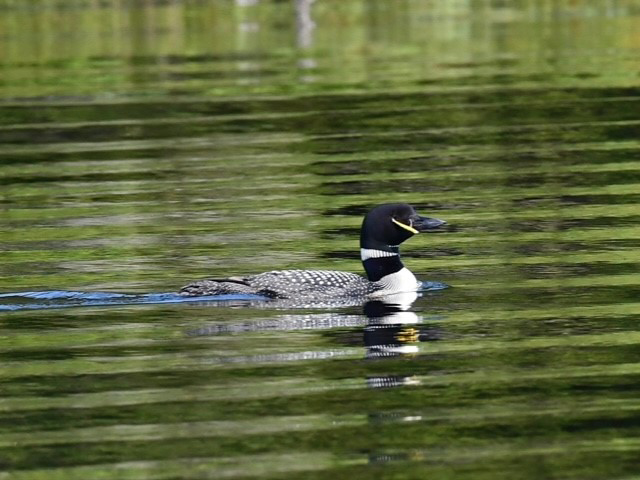 GL 272 Loon with plug on Big Moose Lake by Don Andrews