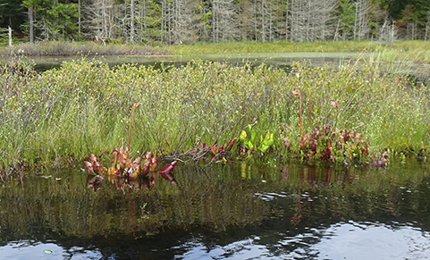 GL 273 Pitcher Plants