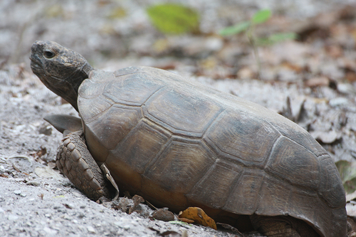 GL 274 Karens Turtle in Sanibel