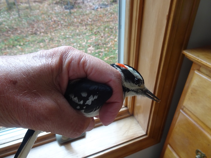 GL 282 New Red Headed Woodpecker