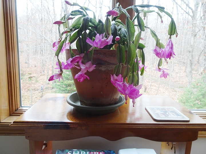 GL 283 Christmas Cactus in Bloom