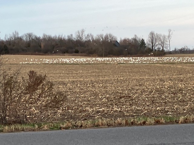 GL 285 Snow Geese by Ed Conroy