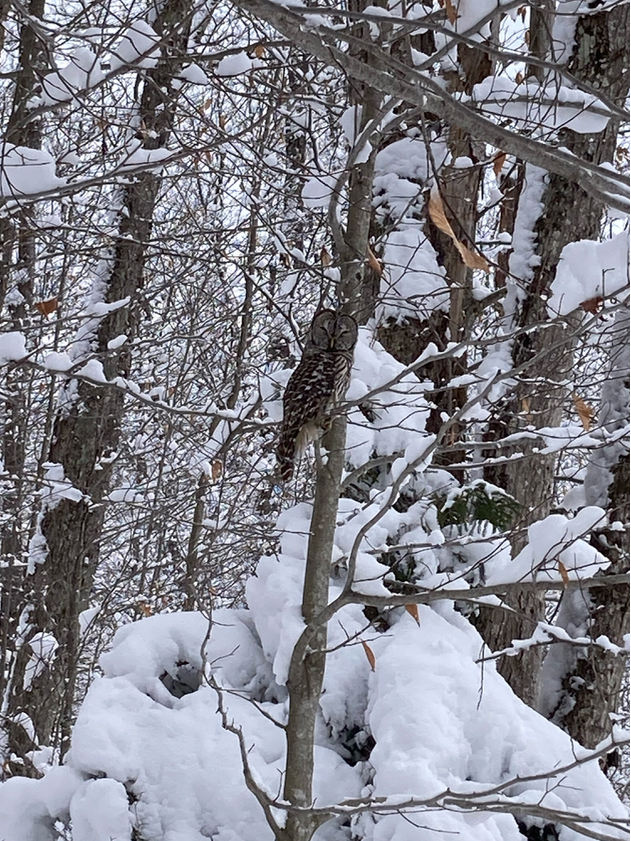 GL 287 Barred Owl by Kristen Haynes copy