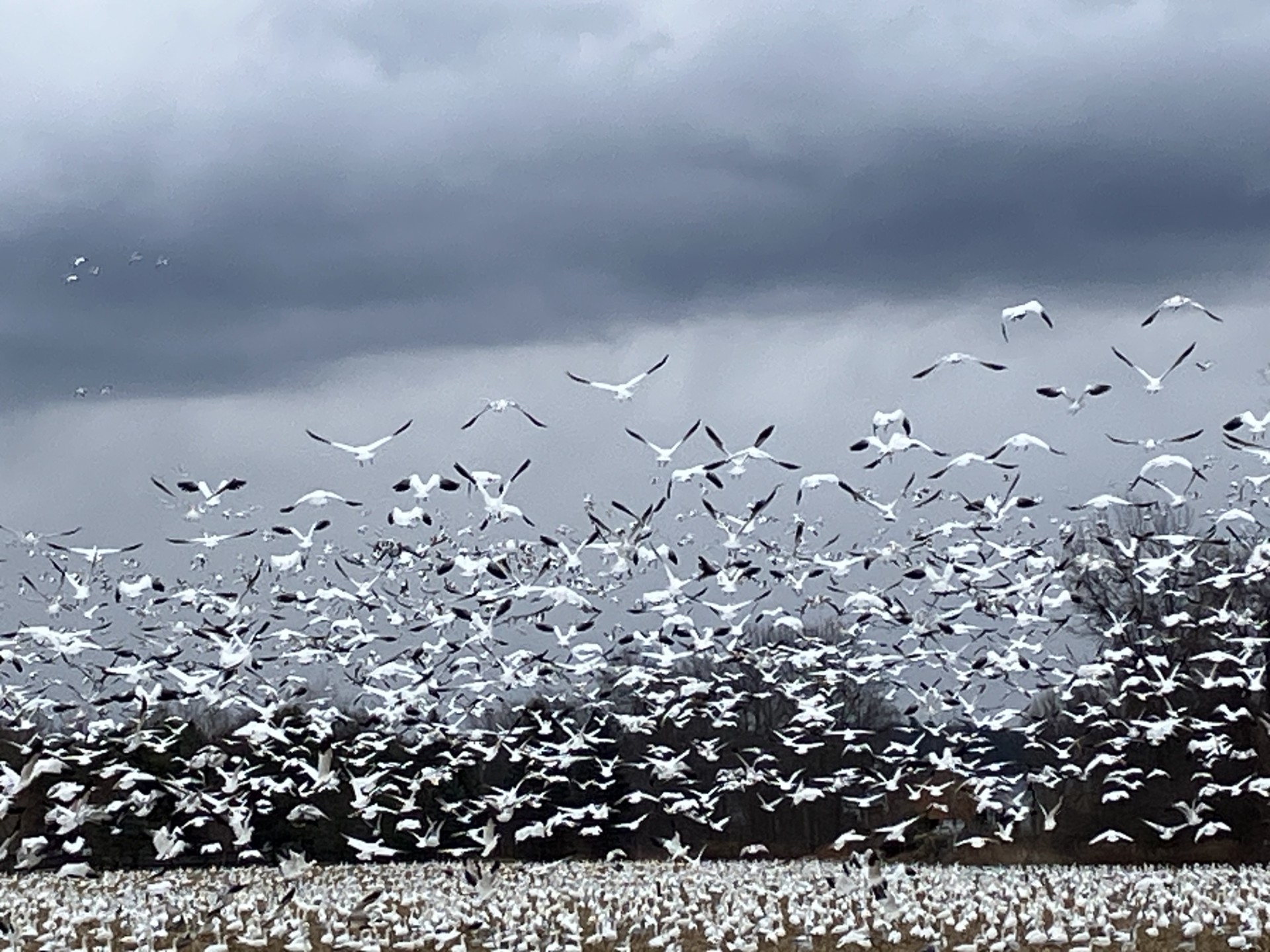 GL 287 Snow Geese by Ed Conroy