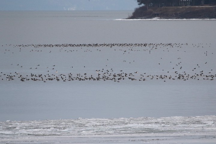 GL 295 Lots of waterfowl  Wiilsboro Point Bay by Ellie George