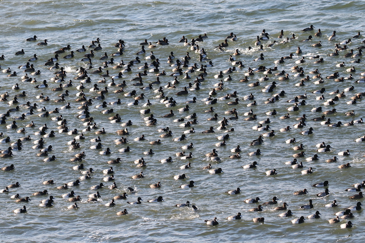 GL 295 Scaup ducks by Ellie George v2