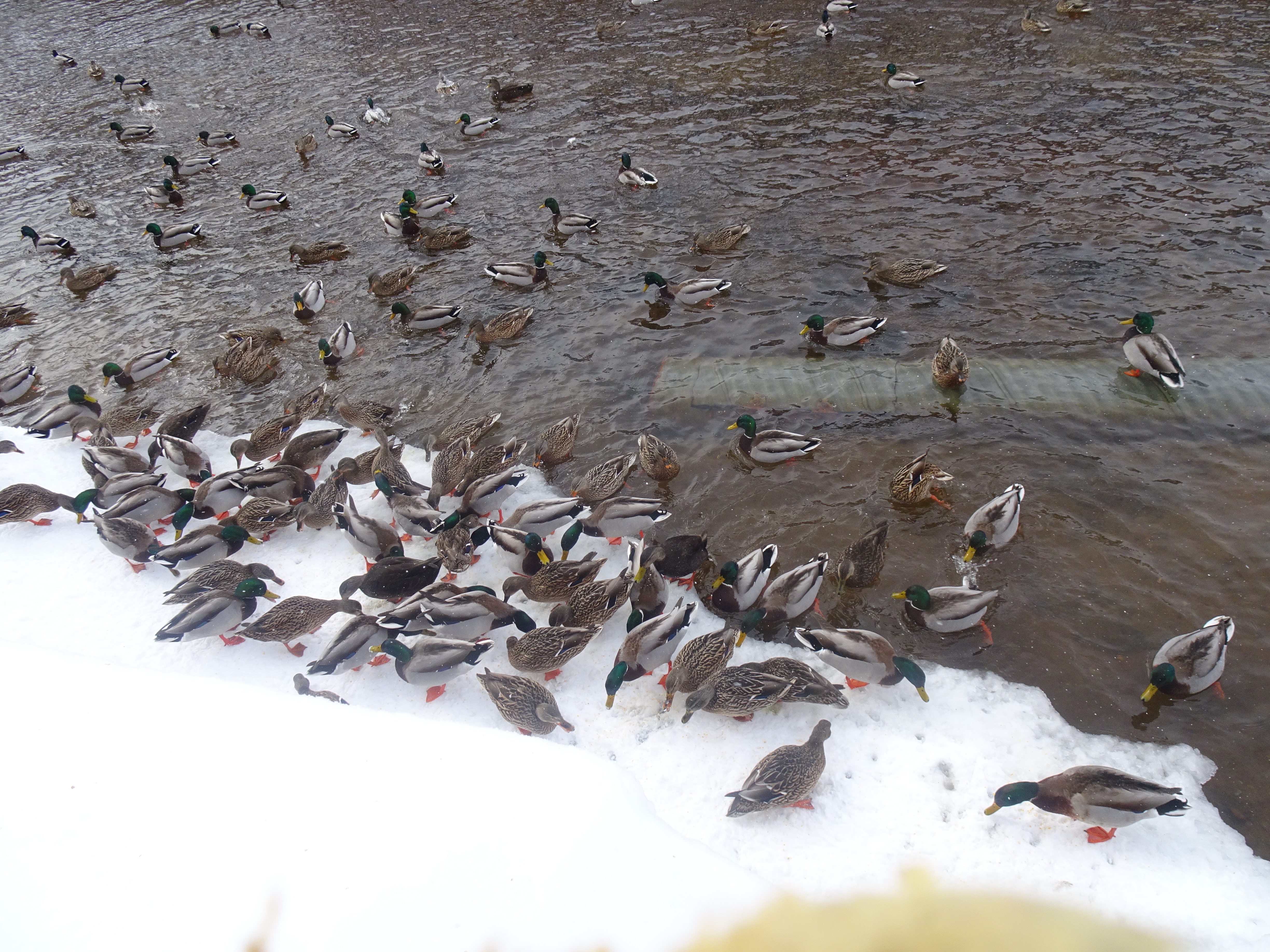 GL 297 Ducks in Inlet Channel