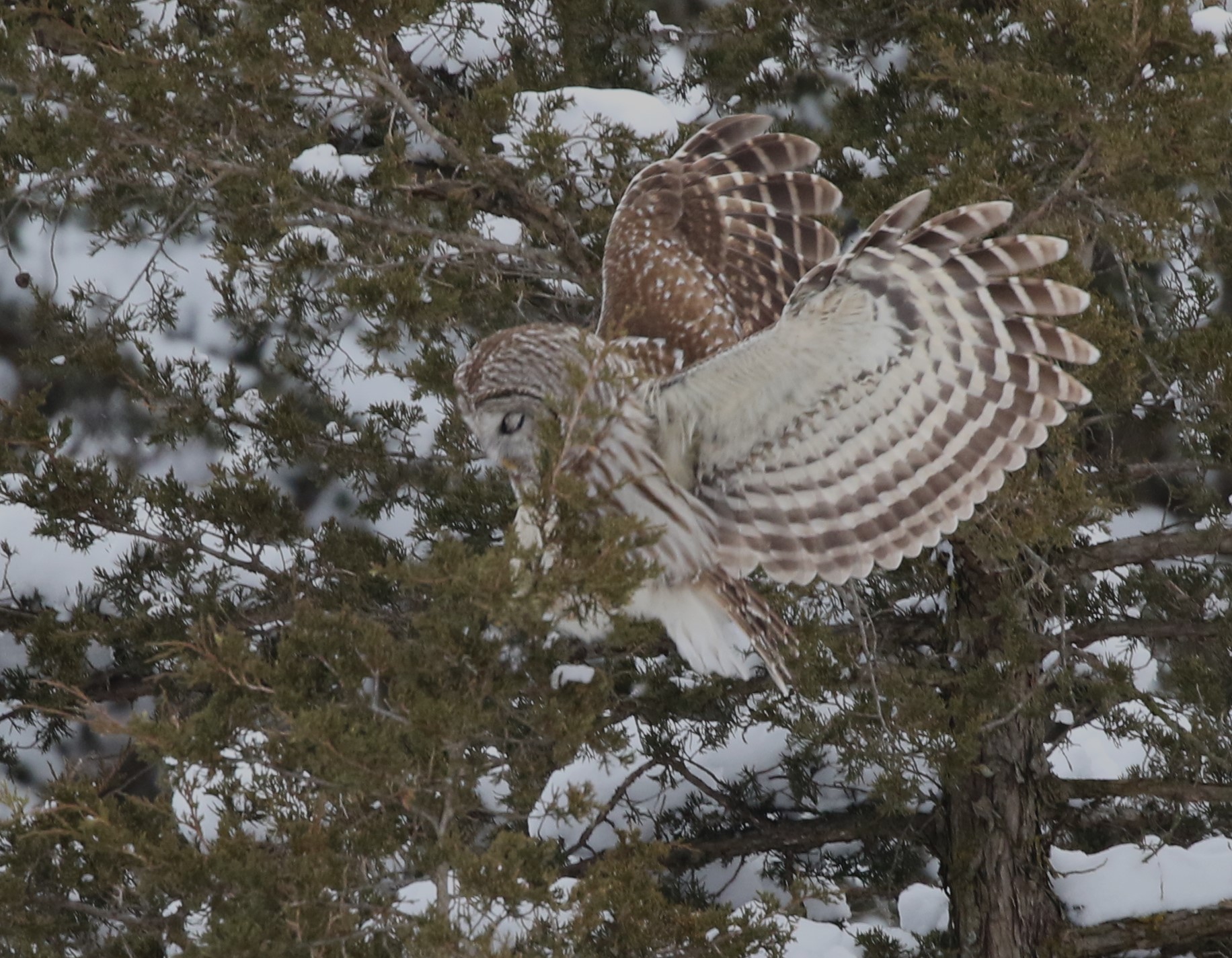 GL 298 Barred owl landing in red cedar by Ellie George