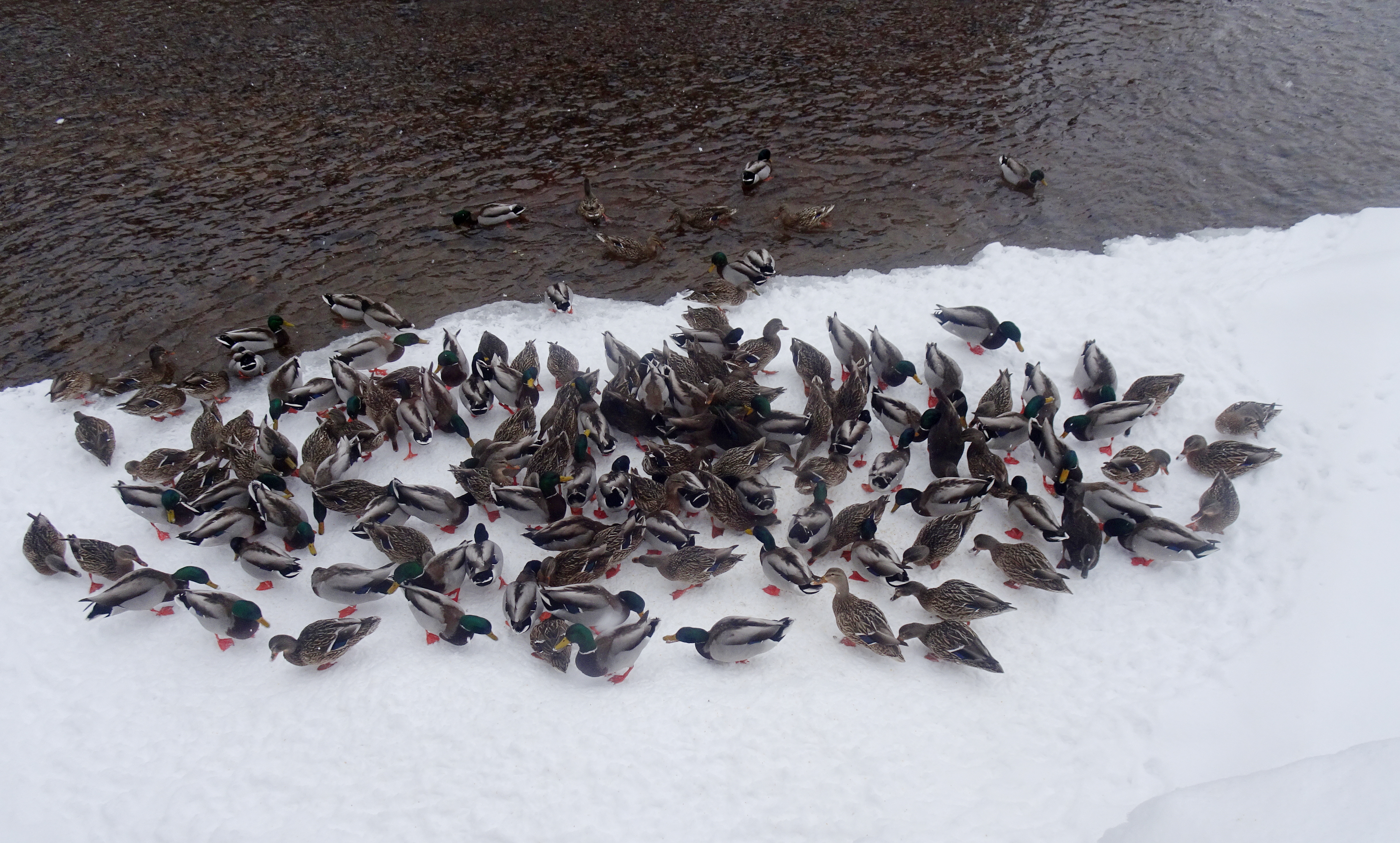 GL 299 Ducks in Inlet Channel