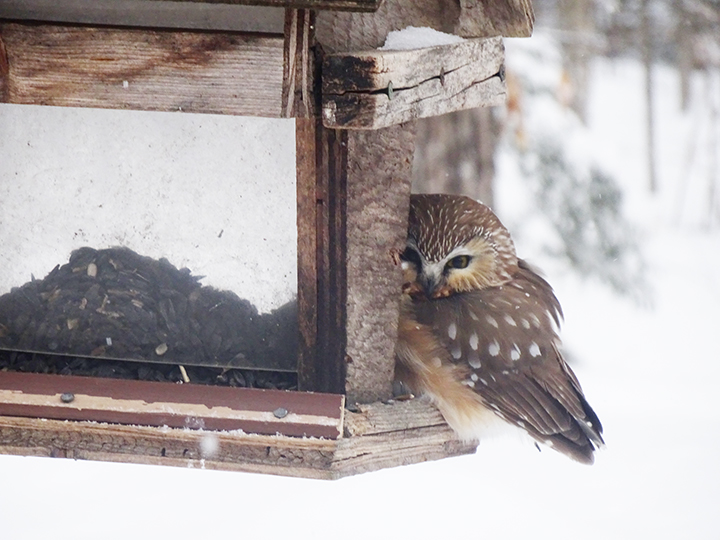 GL 299 Northern Saw Whet Owl on my feeder